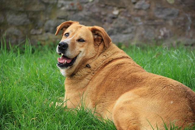 woman sitting on grass with golden retriever showing emotional connection between human and dog