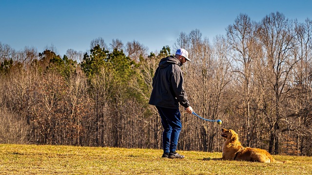 friendly golden retriever looking up warmly at person in a calm and inviting indoor space