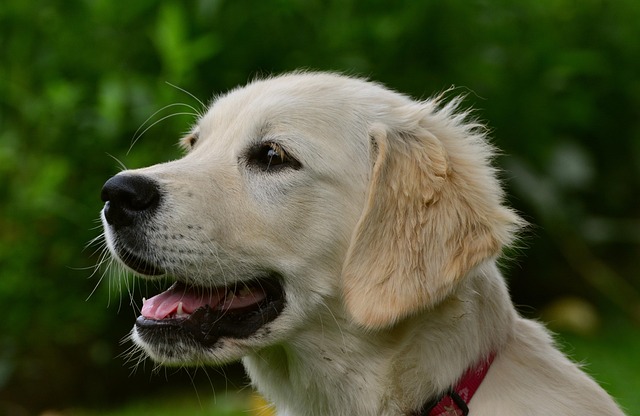 golden retriever sitting calmly with person showing emotional bonding between dog and human
